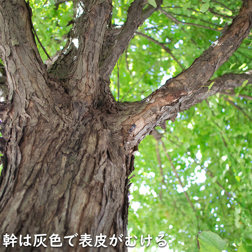 カツラ 単木 2.3m 露地 2本 苗木 落葉樹 カツラ 単木 2.3m 露地 2本 苗木 落葉樹