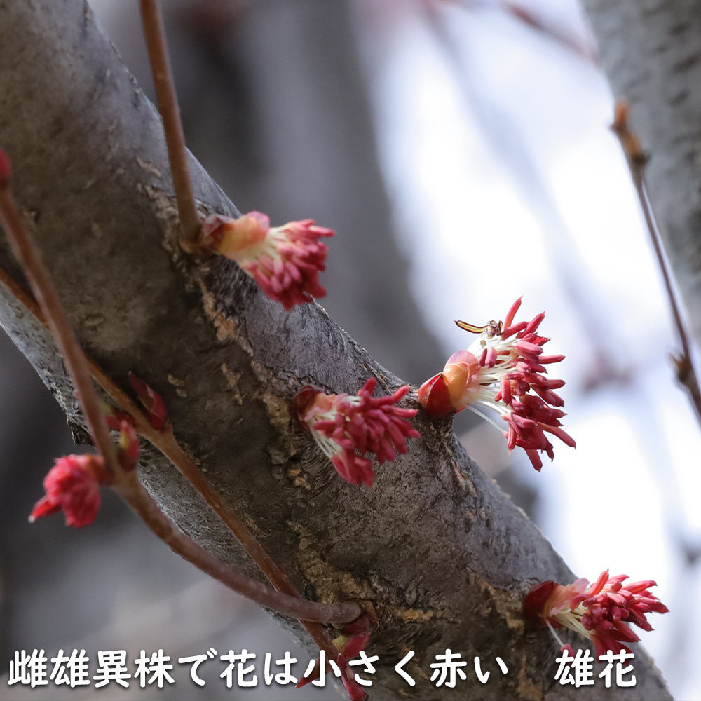 カツラ 単木 2.3m 露地 2本 苗木 落葉樹 カツラ 単木 2.3m 露地 2本 苗木 落葉樹