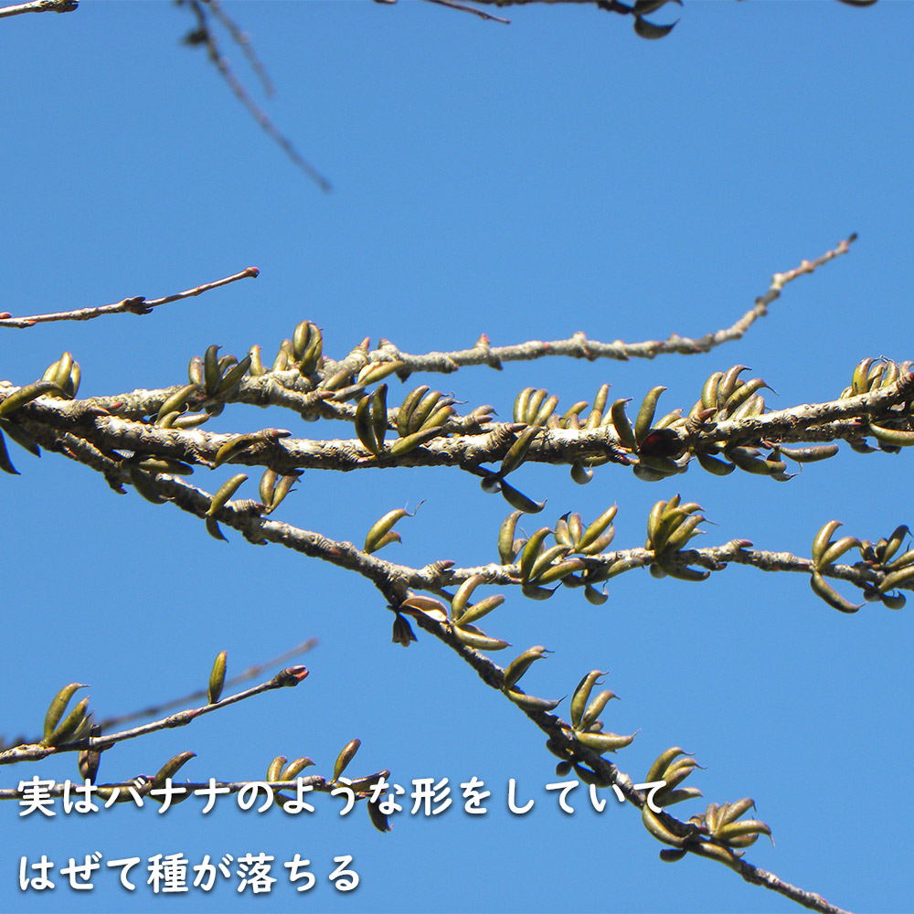 カツラ 単木 2.3m 露地 2本 苗木 落葉樹 カツラ 単木 2.3m 露地 2本 苗木 落葉樹