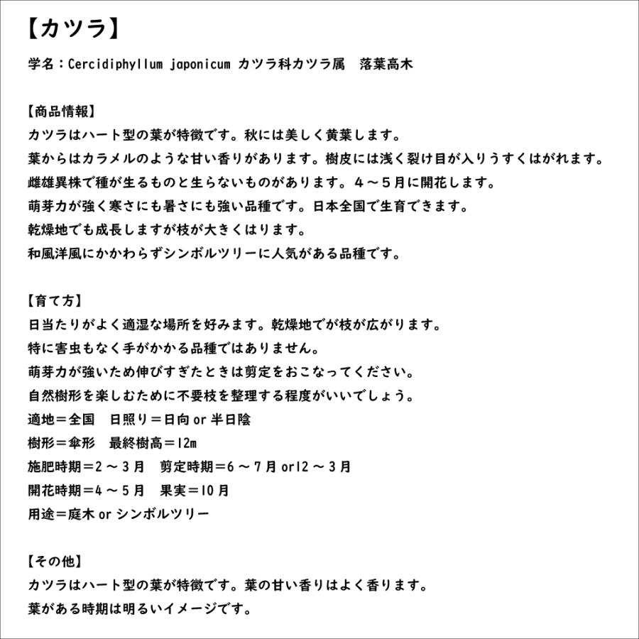 カツラ 単木 2.3m 露地 2本 苗木 落葉樹 カツラ 単木 2.3m 露地 2本 苗木 落葉樹