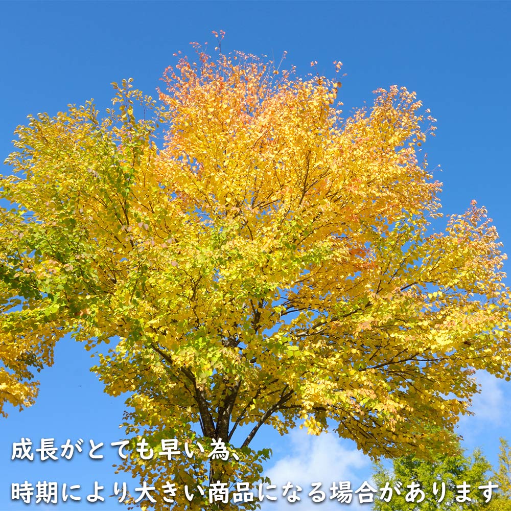 カツラ 単木 2.3m 露地 2本 苗木 落葉樹 カツラ 単木 2.3m 露地 2本 苗木 落葉樹