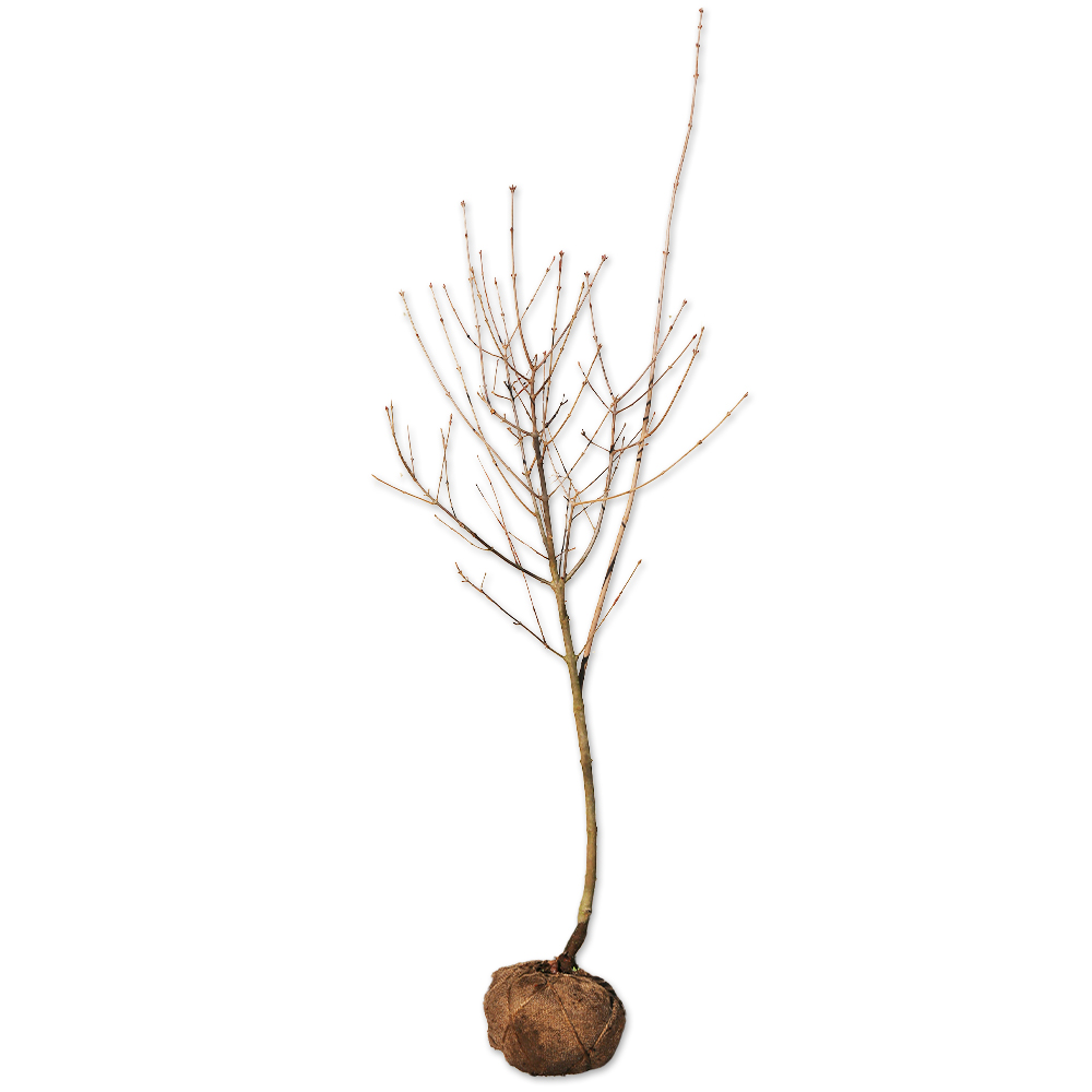 ガマズミ 1.2m 露地 苗 - 落葉樹