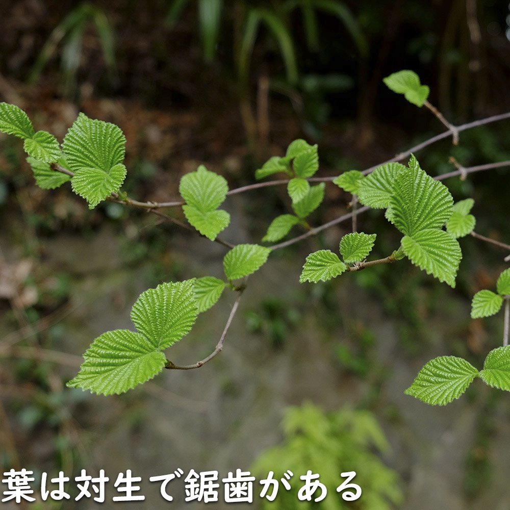 ガマズミ 1m 露地 苗 : 201310 : トオヤマグリーン - 通販 - Yahoo