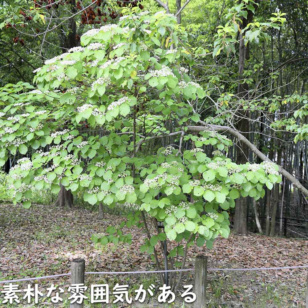 ガマズミ 1.2m 露地 苗 - 落葉樹