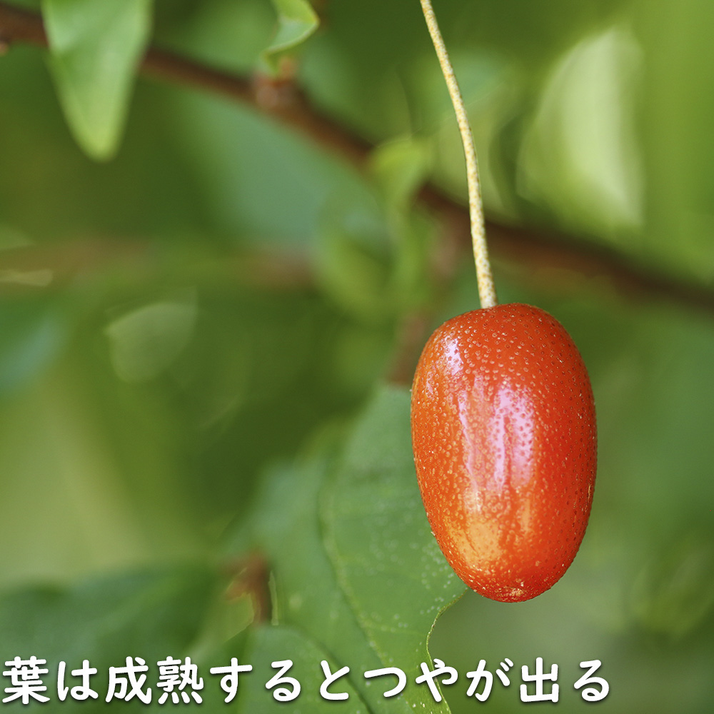 ナワシログミ 0.5m 10.5cmポット 苗 |  | 12