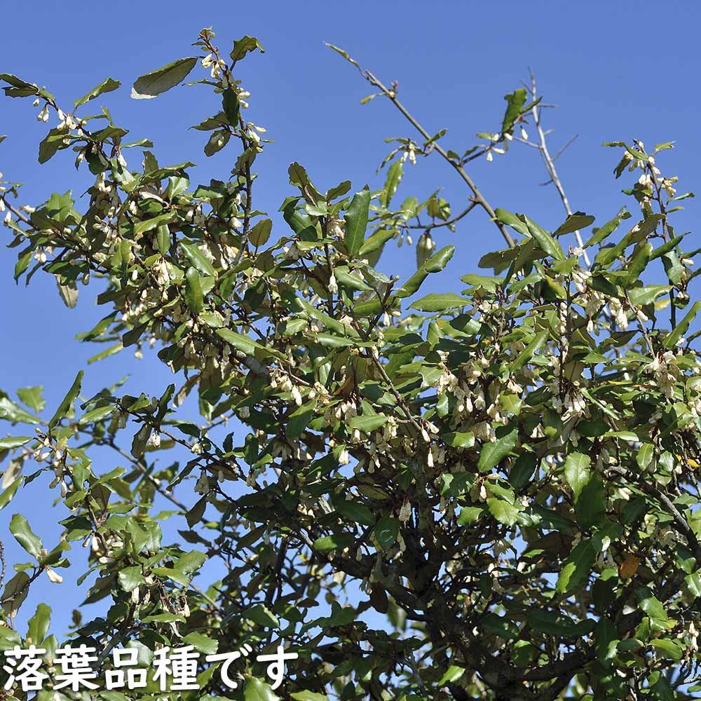 ナワシログミ 0.5m 10.5cmポット 苗 |  | 19
