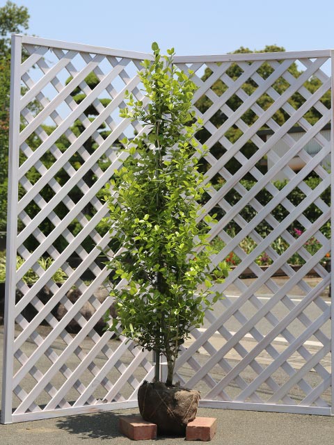 ランキング１位受賞 15cmポット チャイニーズホーリー 1.5m 常緑樹 苗