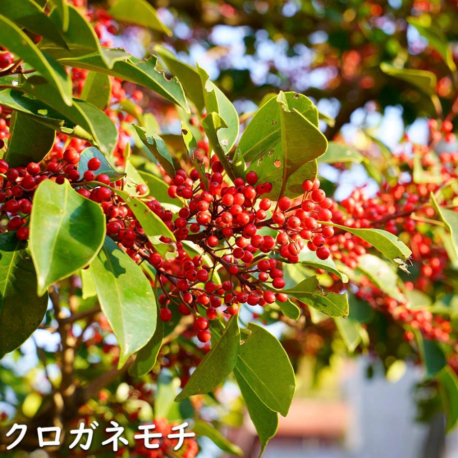 クロガネモチ 1.5m 露地 2本 苗木 商品情報 【クロガネモチ】(黒鉄黐) 読み:くろがねもち 学名:Ilex rotund クロガネモチ 1.5m 露地 2本 苗木 商品情報 【クロガネモチ】(黒鉄黐) 読み:くろがねもち 学名:Ilex rotund