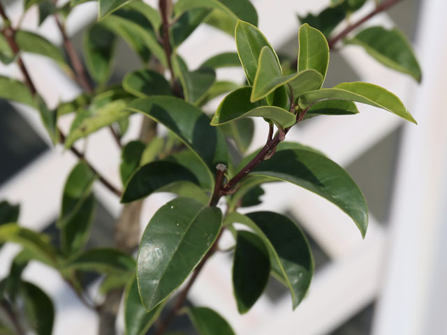 クロガネモチ 1.5m 露地 2本 苗木 商品情報 【クロガネモチ】(黒鉄黐) 読み:くろがねもち 学名:Ilex rotund クロガネモチ 1.5m 露地 2本 苗木 商品情報 【クロガネモチ】(黒鉄黐) 読み:くろがねもち 学名:Ilex rotund