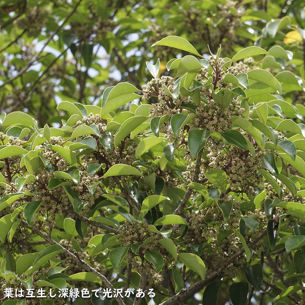 クロガネモチ 1.5m 露地 2本 苗木 商品情報 【クロガネモチ】(黒鉄黐) 読み:くろがねもち 学名:Ilex rotund クロガネモチ 1.5m 露地 2本 苗木 商品情報 【クロガネモチ】(黒鉄黐) 読み:くろがねもち 学名:Ilex rotund