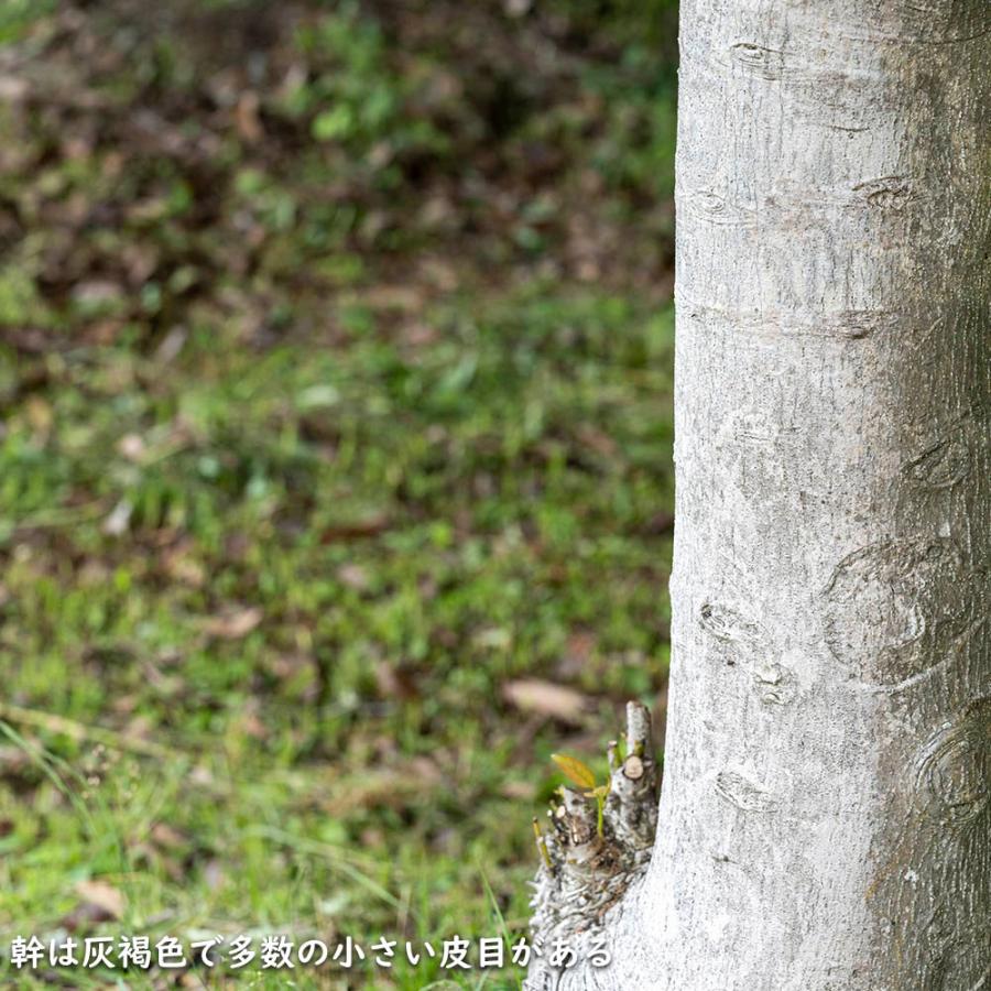 クロガネモチ 1.5m 露地 2本 苗木 商品情報 【クロガネモチ】(黒鉄黐) 読み:くろがねもち 学名:Ilex rotund クロガネモチ 1.5m 露地 2本 苗木 商品情報 【クロガネモチ】(黒鉄黐) 読み:くろがねもち 学名:Ilex rotund