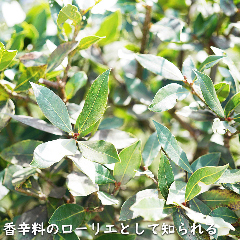 常緑樹の植木、庭木（常緑樹種類：月桂樹）｜苗木、植木｜花