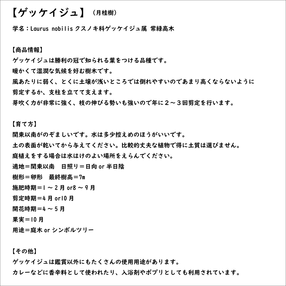 ゲッケイジュ 2m 露地 苗木 : 201820 : トオヤマグリーン - 通販 - Yahoo!ショッピング