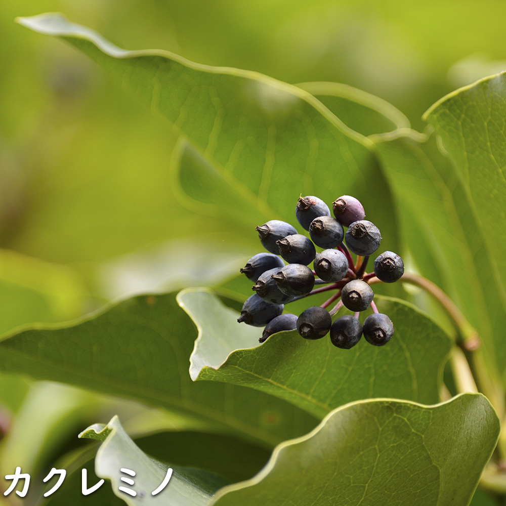 ウルトラ! カクレミノ 株立ち 1m 露地 2本 苗 【2017259803】 (13200円)