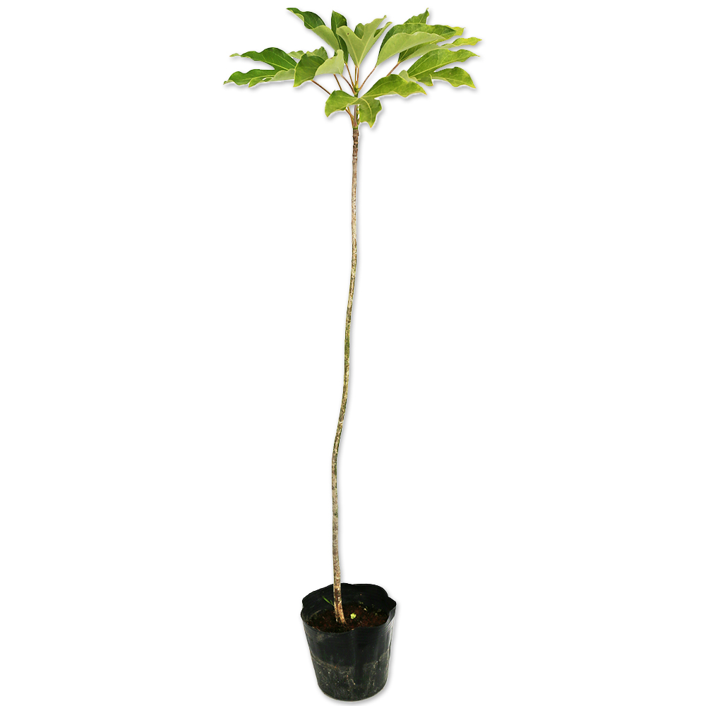 カクレミノ 0.8m 15cmポット 5本 苗(9653円)