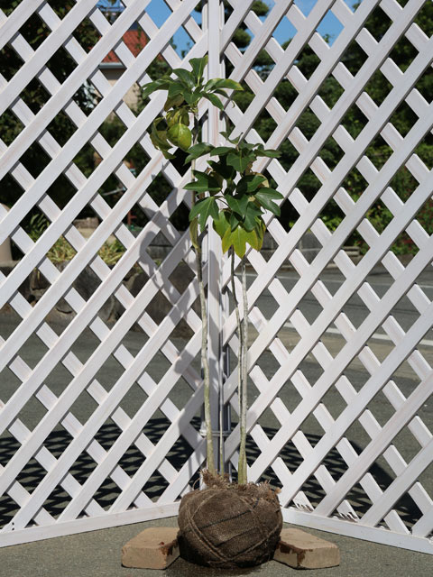 カクレミノ 株立ち 1m 露地 2本 苗(13200円)