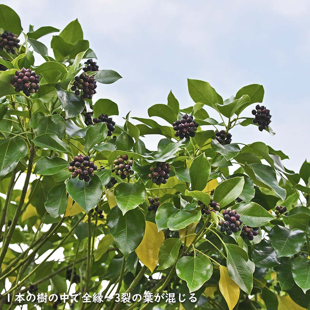 ウルトラ! カクレミノ 株立ち 1m 露地 2本 苗 【2017259803】 (13200円)