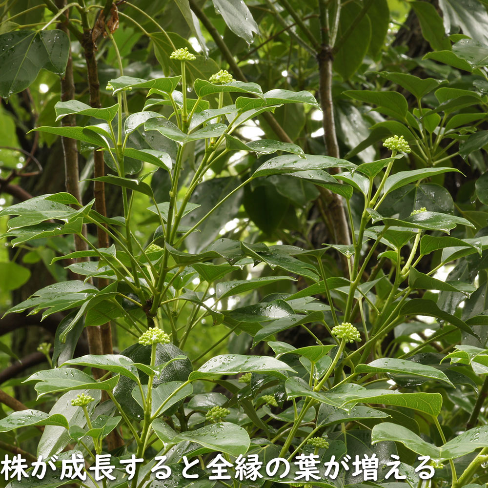 ウルトラ! カクレミノ 株立ち 1m 露地 2本 苗 【2017259803】 (13200円)