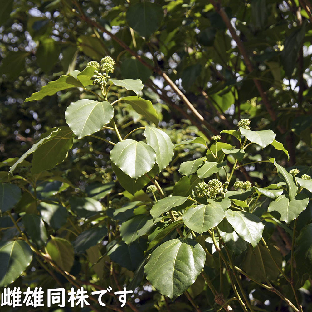 ウルトラ! カクレミノ 株立ち 1m 露地 2本 苗 【2017259803】 (13200円)