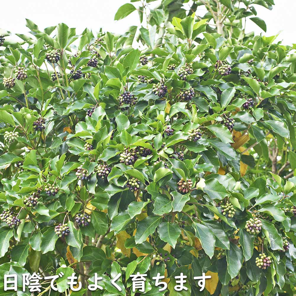 ウルトラ! カクレミノ 株立ち 1m 露地 2本 苗 【2017259803】 (13200円)