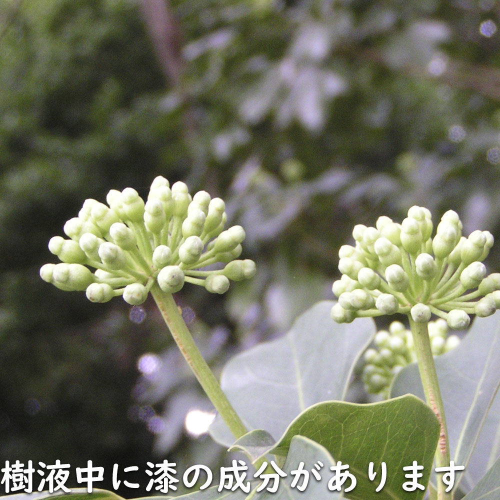 ウルトラ! カクレミノ 株立ち 1m 露地 2本 苗 【2017259803】 (13200円)