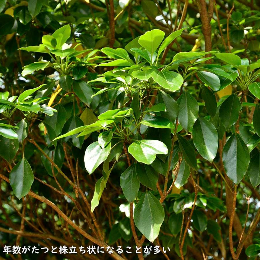 ウルトラ! カクレミノ 株立ち 1m 露地 2本 苗 【2017259803】 (13200円)