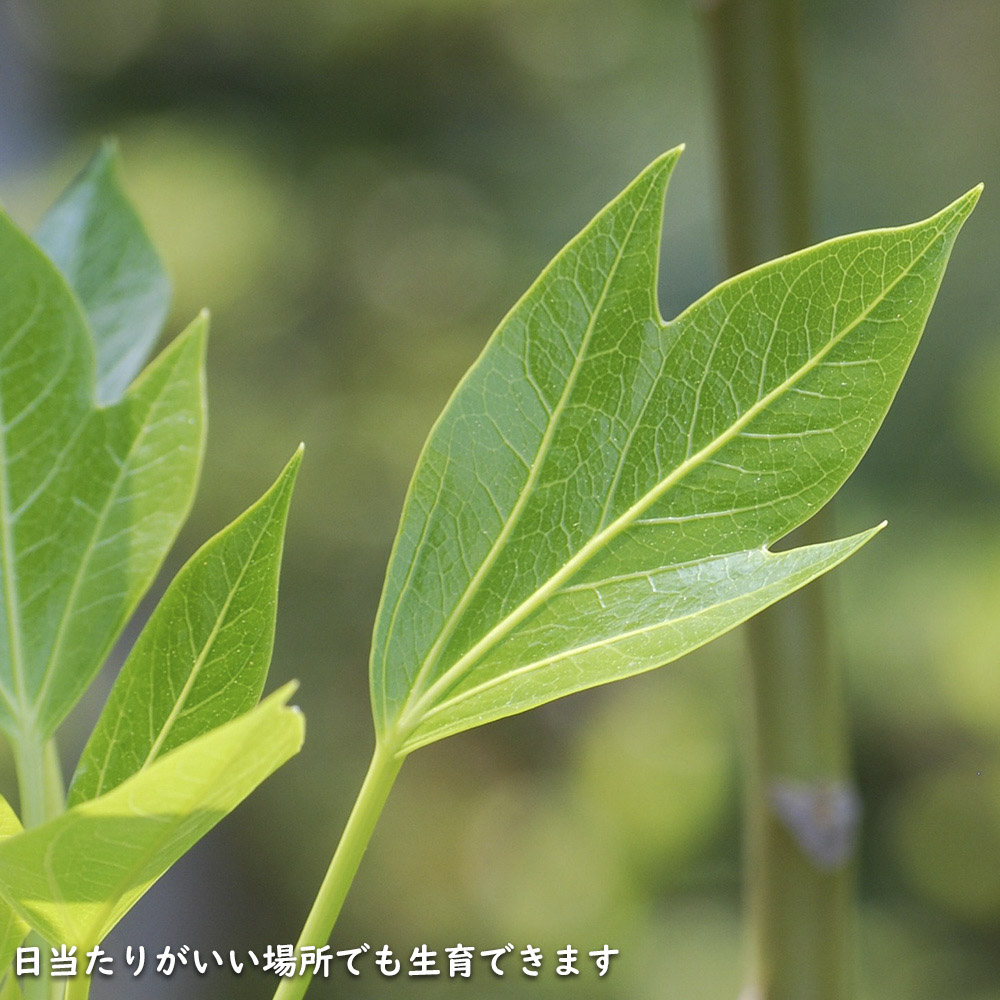 ウルトラ! カクレミノ 株立ち 1m 露地 2本 苗 【2017259803】 (13200円)