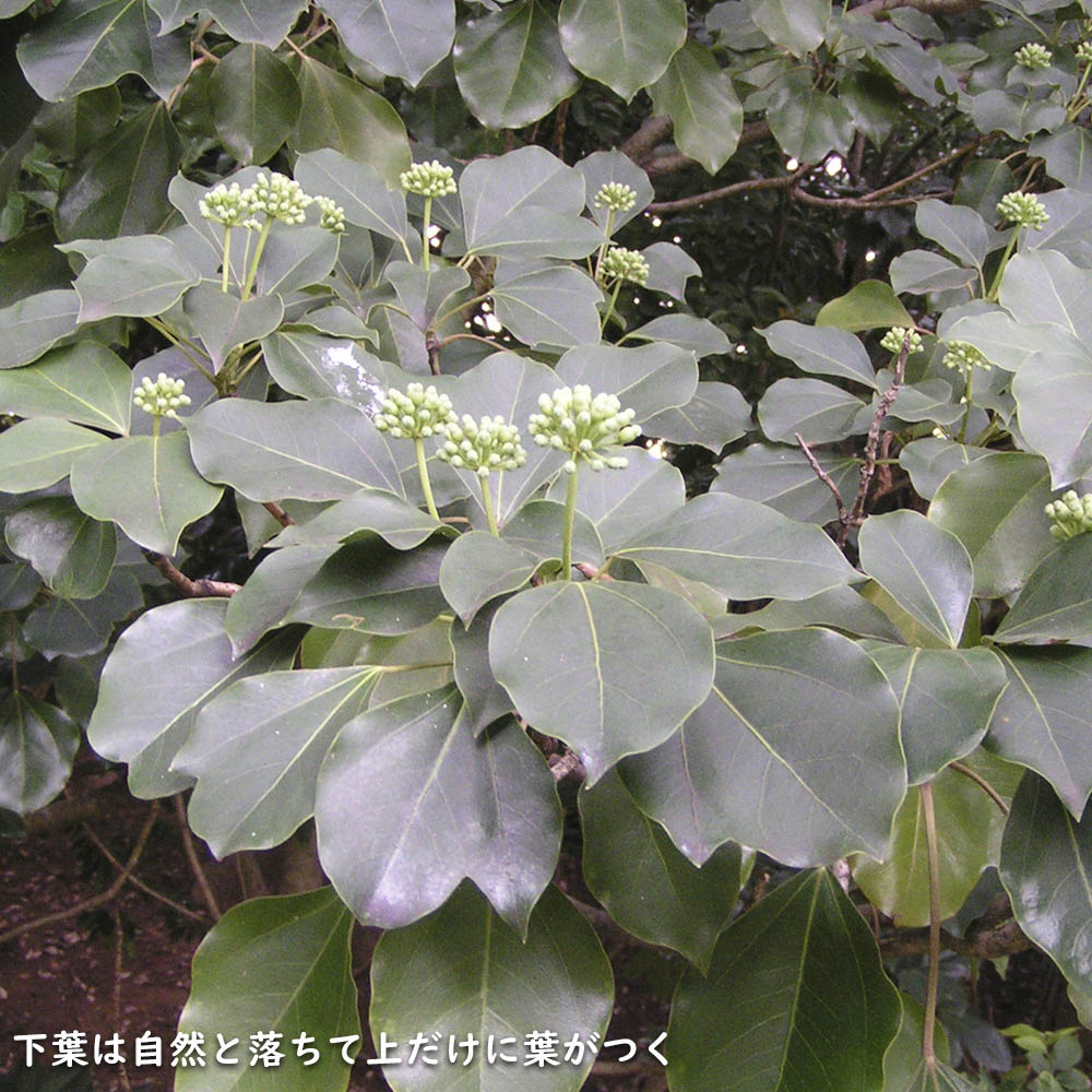 ウルトラ! カクレミノ 株立ち 1m 露地 2本 苗 【2017259803】 (13200円)