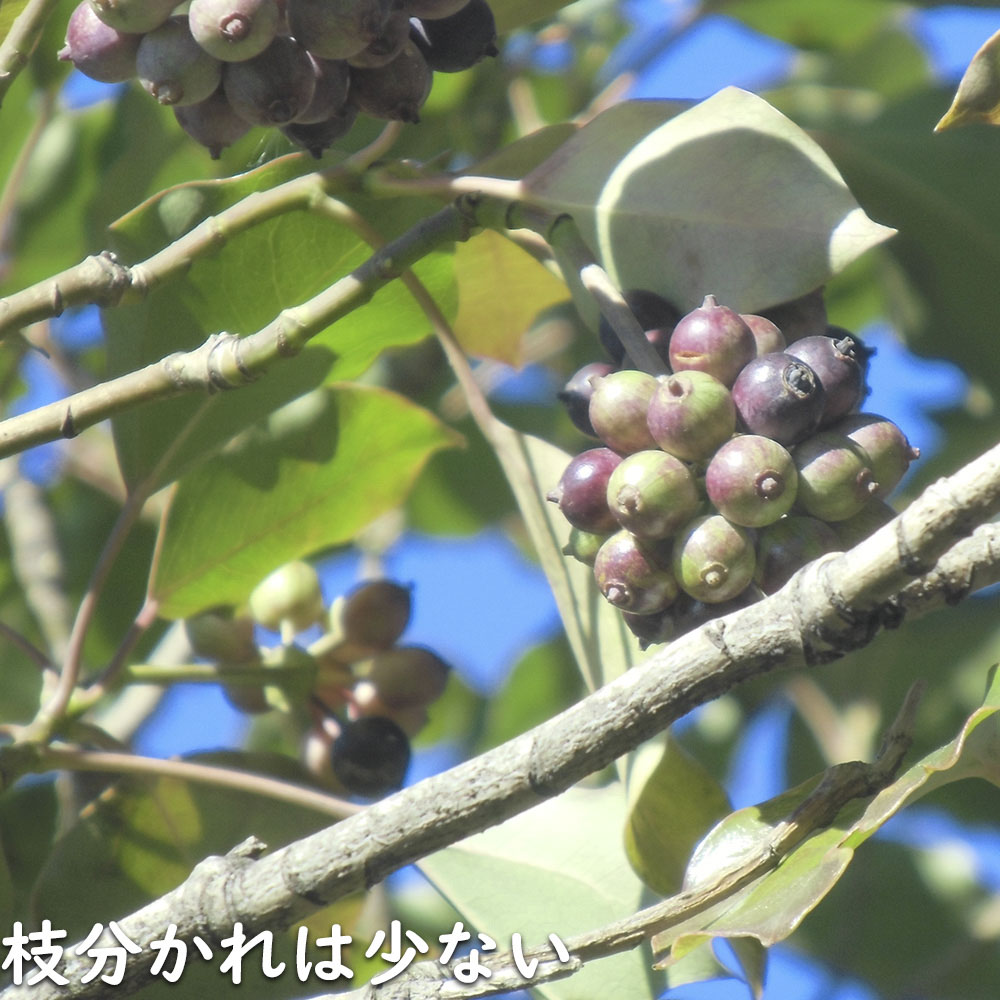 ウルトラ! カクレミノ 株立ち 1m 露地 2本 苗 【2017259803】 (13200円)