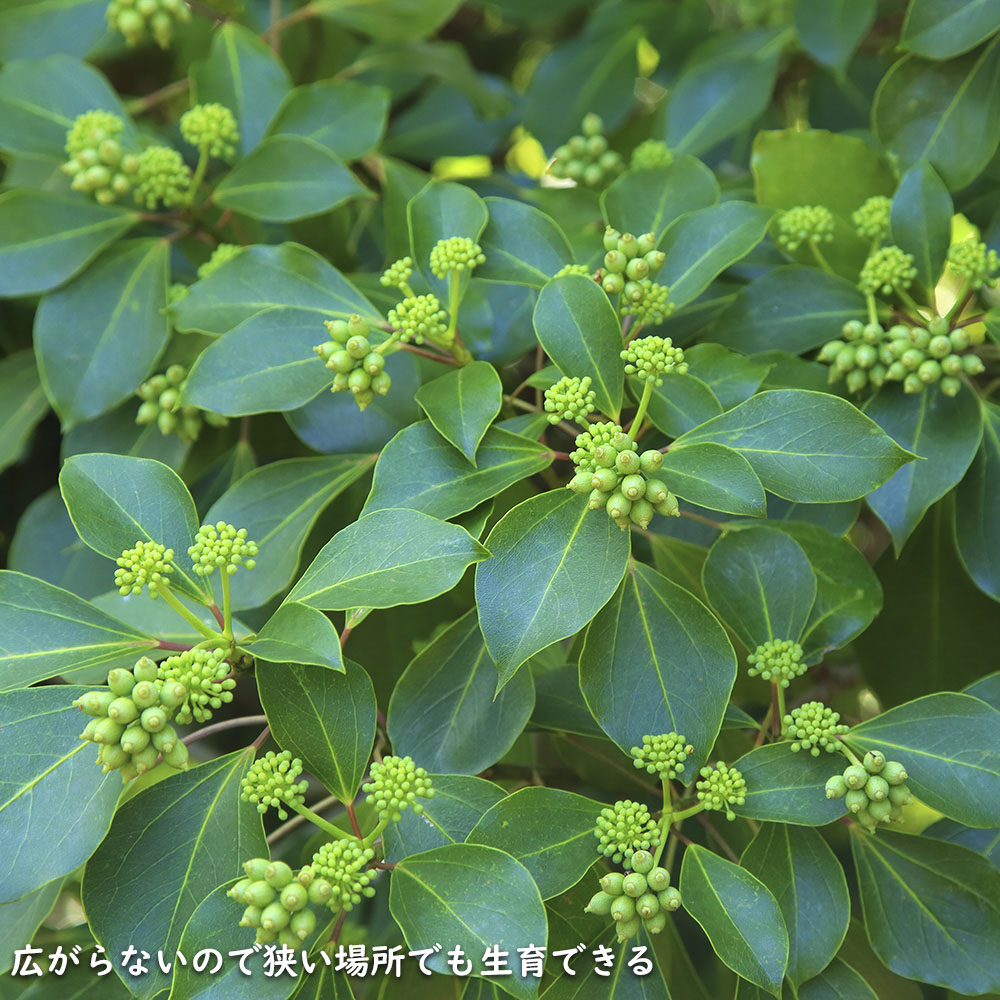 ウルトラ! カクレミノ 株立ち 1m 露地 2本 苗 【2017259803】 (13200円)