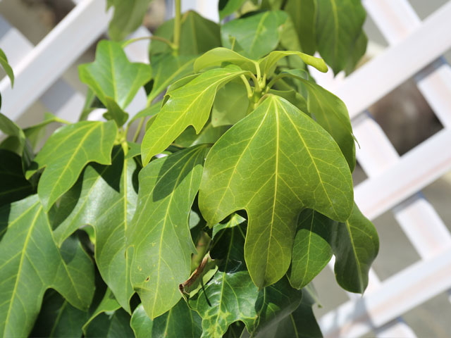 ウルトラ! カクレミノ 株立ち 1m 露地 2本 苗 【2017259803】 (13200円)