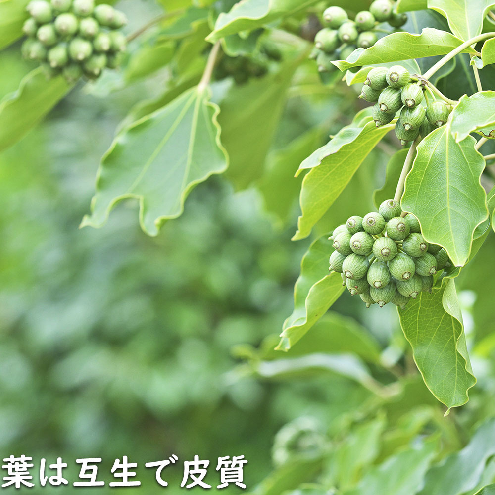 ウルトラ! カクレミノ 株立ち 1m 露地 2本 苗 【2017259803】 (13200円)