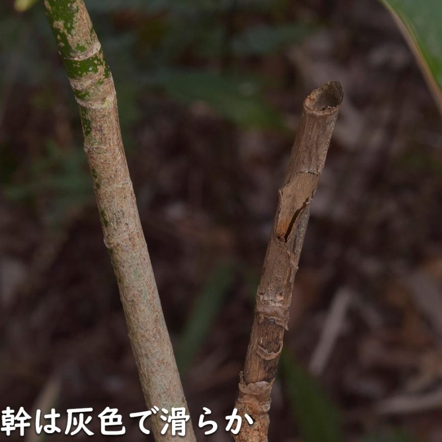 ウルトラ! カクレミノ 株立ち 1m 露地 2本 苗 【2017259803】 (13200円)