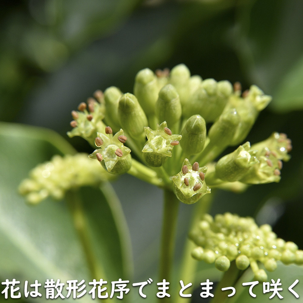 カクレミノ 1.2m 露地 苗 常緑樹 | www.pdmsince1885.com
