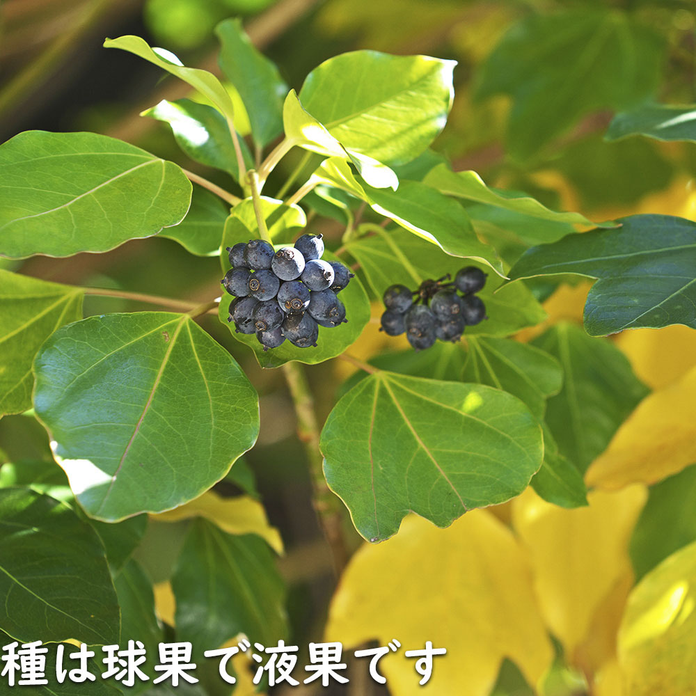 ウルトラ! カクレミノ 株立ち 1m 露地 2本 苗 【2017259803】 (13200円)