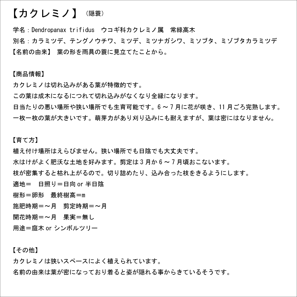 ウルトラ! カクレミノ 株立ち 1m 露地 2本 苗 【2017259803】 (13200円)