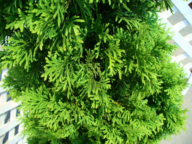 グリーンコーン 1.7m 露地 苗木 グリーンコーン 商品情報