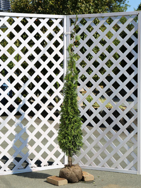 グリーンコーン 1.7m 露地 苗木(10725円)