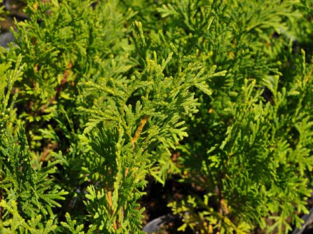 グリーンコーン 1.7m 露地 苗木 グリーンコーン 商品情報 グリーンコーン 1.7m 露地 苗木 グリーンコーン 商品情報