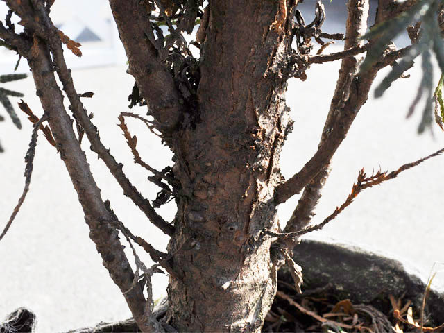 グリーンコーン 1.7m 露地 苗木 グリーンコーン 商品情報