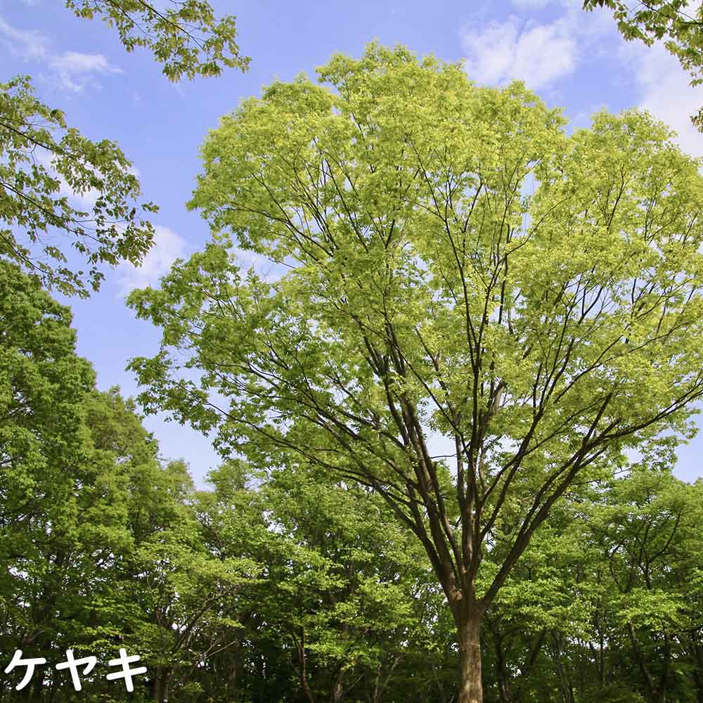 73%OFF!】 ケヤキ 単木 2.5m 露地 苗木 落葉樹 | jimbeograd.org