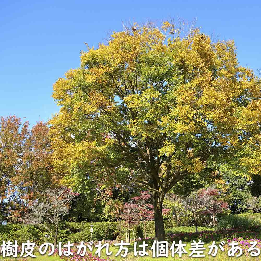 ケヤキ 単木 2.5m 露地 苗木 : 202525 : トオヤマグリーン - 通販