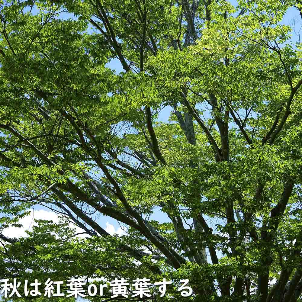 ケヤキ 単木 2.5m 露地 苗木 : 202525 : トオヤマグリーン - 通販