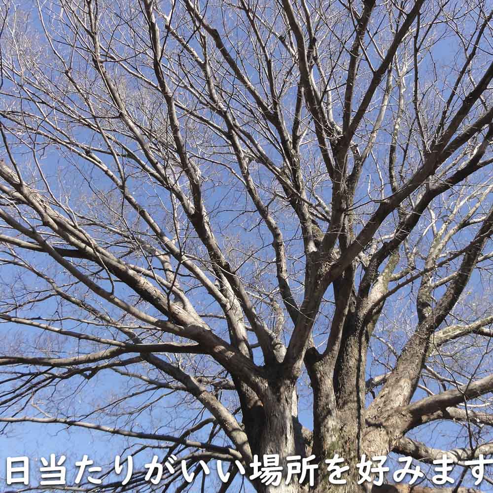ケヤキ 1.2m 15cmポット 10本×2 苗｜green-netbox｜19
