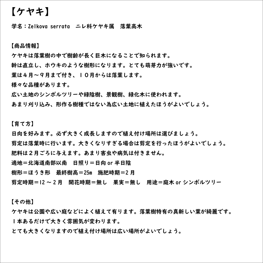 ケヤキ 0.8m 15cmポット 苗｜green-netbox｜08