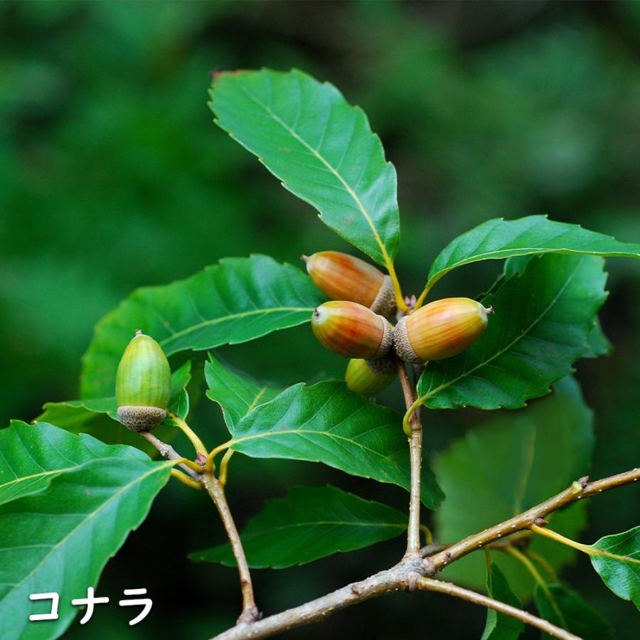 コナラ 単木 2.3m 露地 苗木 OCQ2342598853