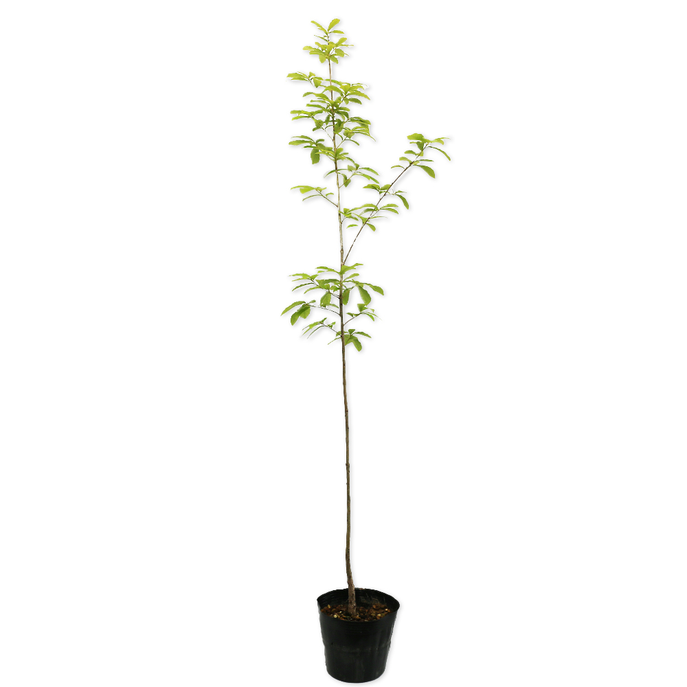 コナラ 1m 15cmポット 苗 - 落葉樹