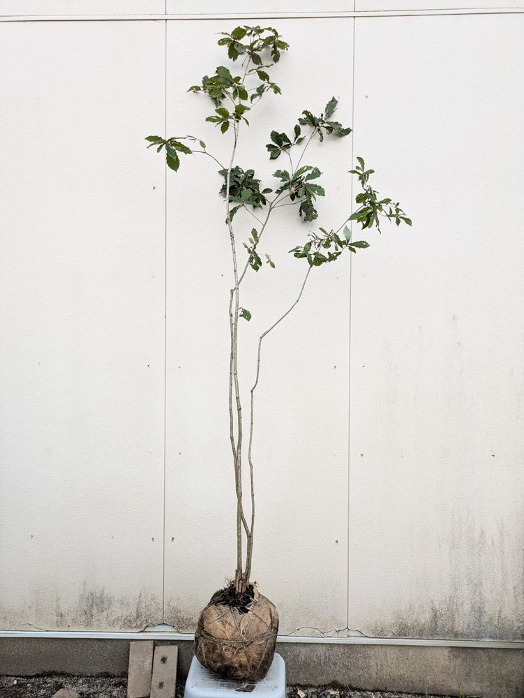 コナラ 株立ち 2m 露地 2本 苗木 : トオヤマグリーン - 通販 - Yahoo