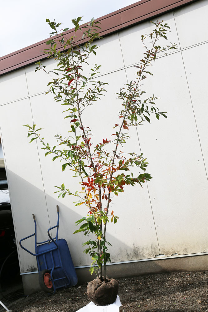 コナラ 株立ち 2.5m 露地 苗木 コナラ 苗木