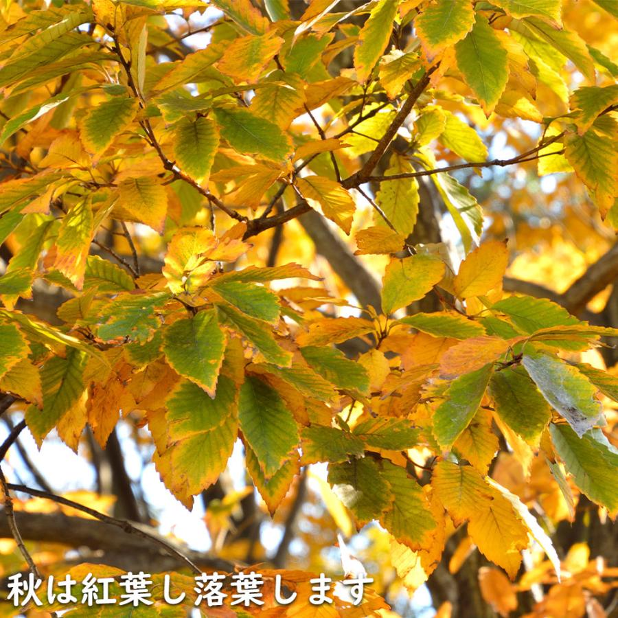 大注目】【大注目】コナラ 0.3m 10.5cmポット 苗 落葉樹